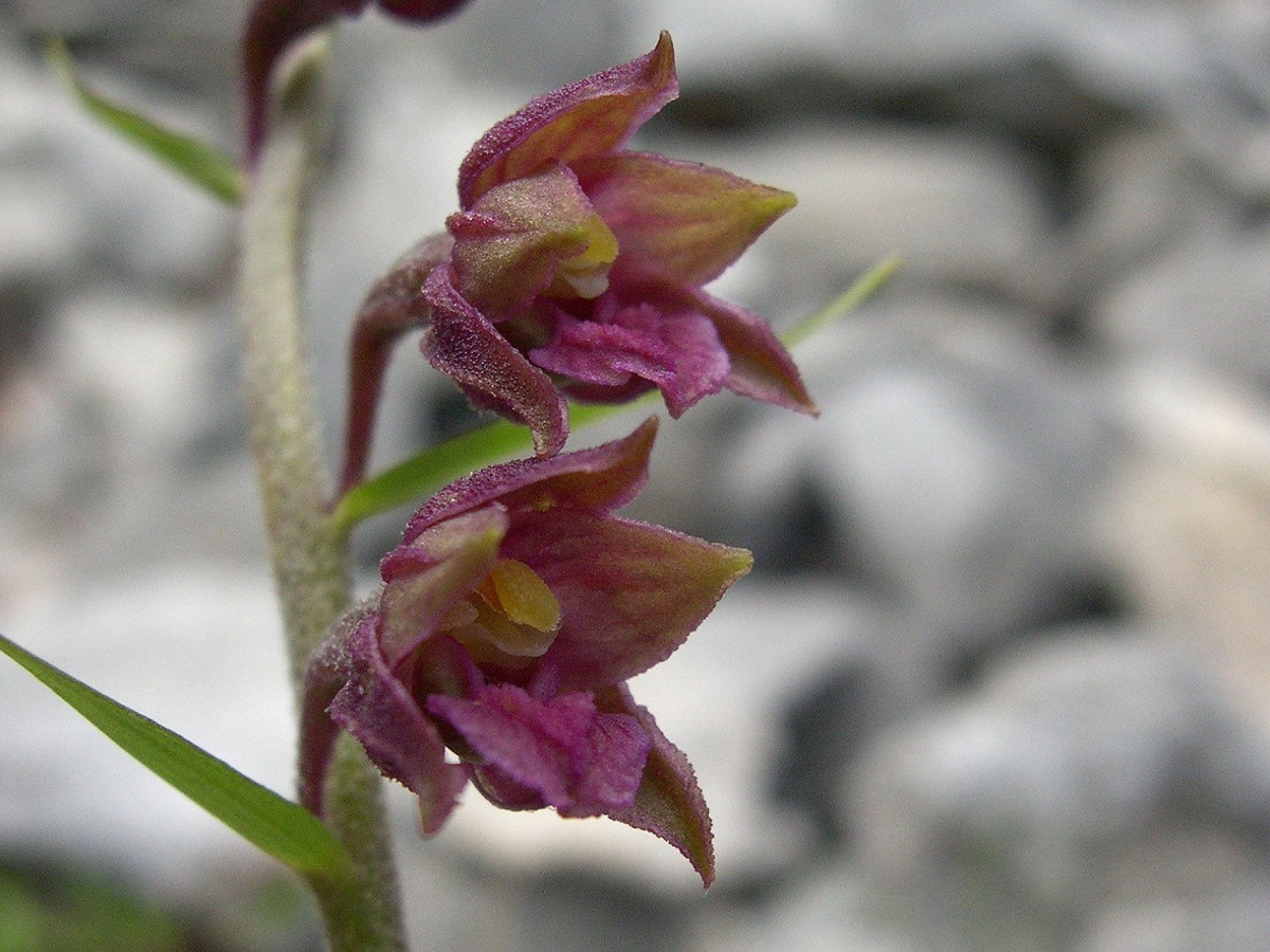Epipactis atrorubens (Orchidaceae)